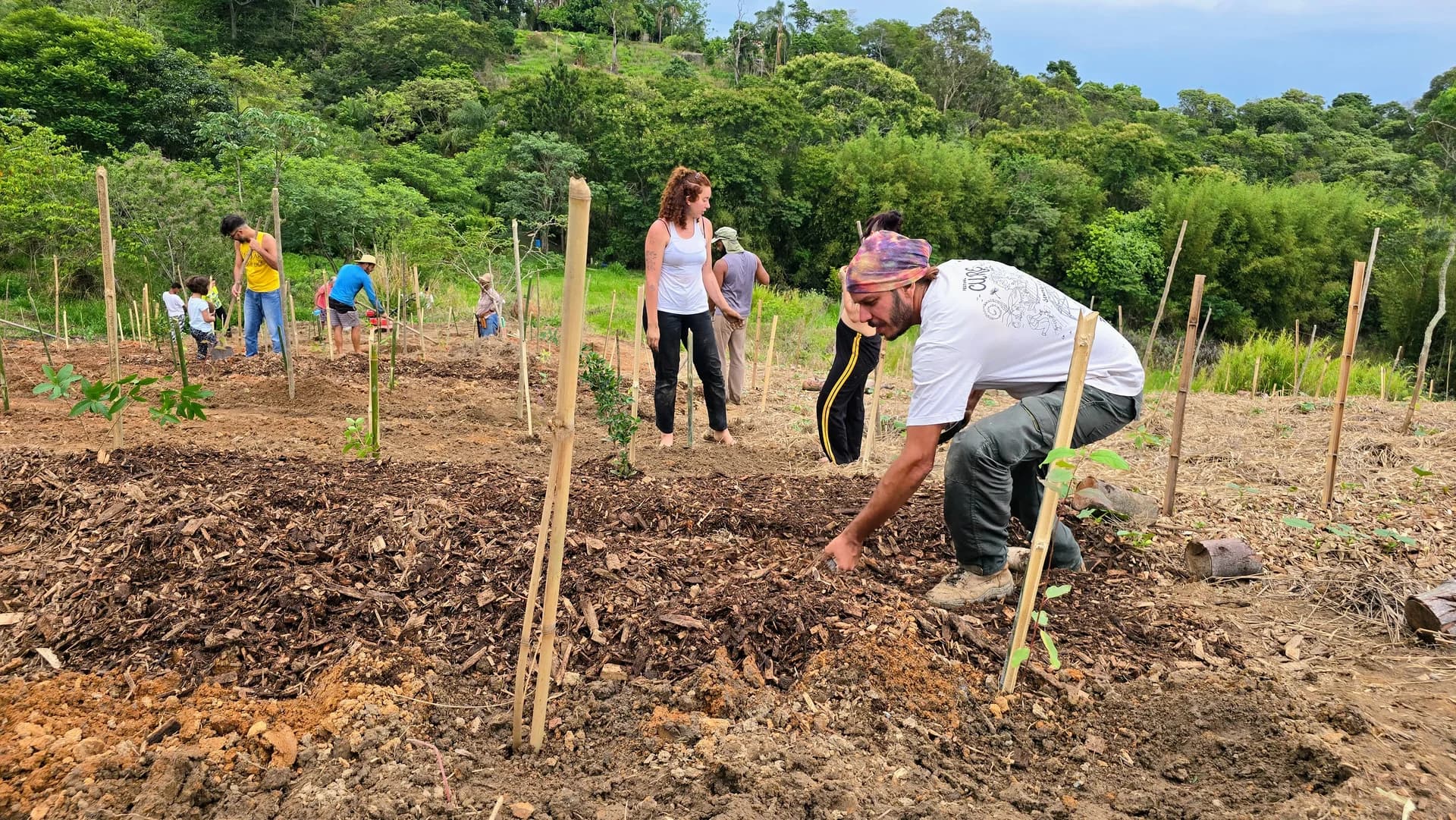 Floresta regenerada