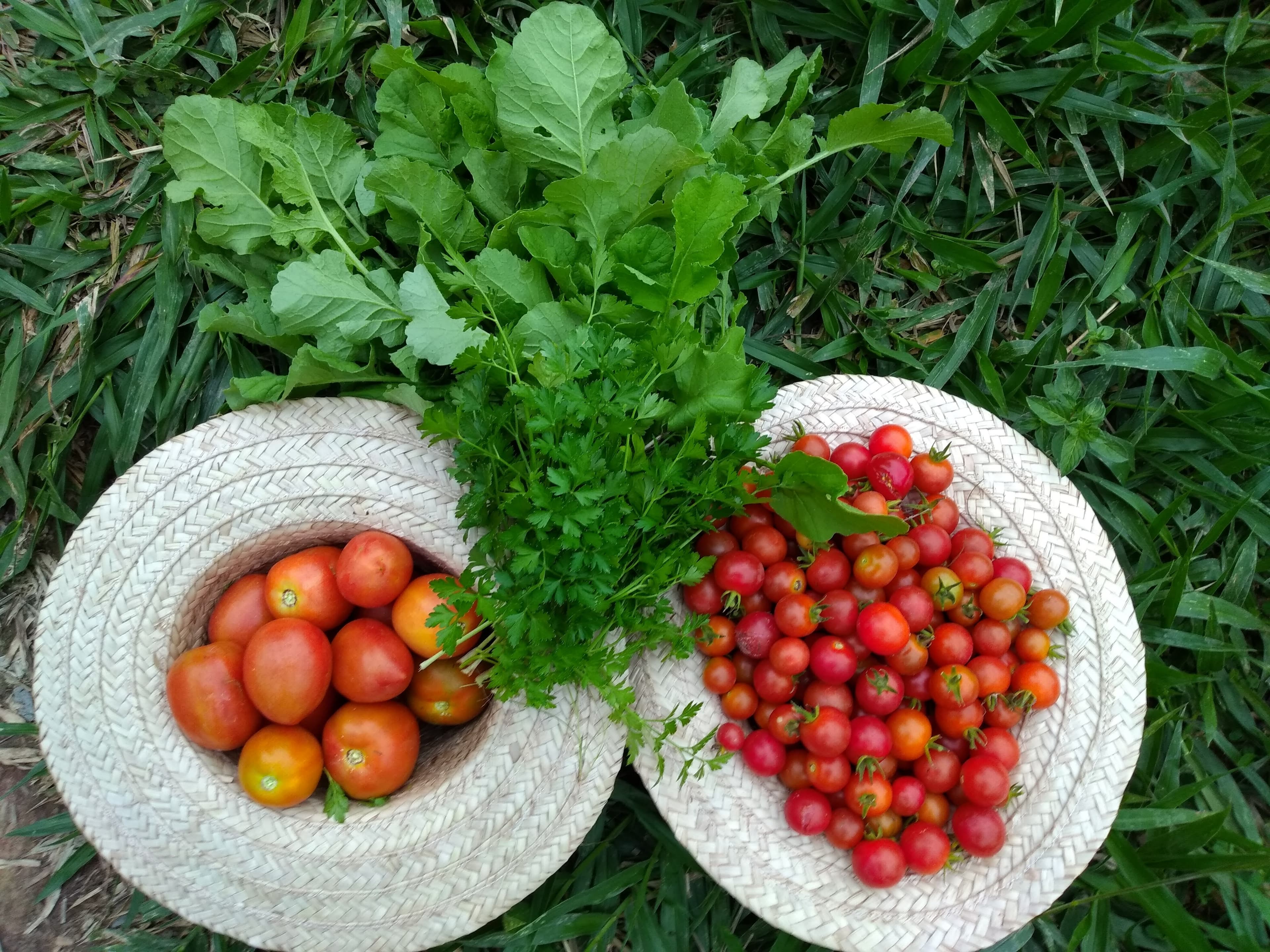 Colheita e Beneficiamento